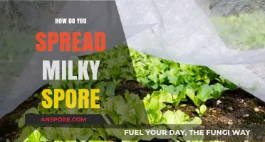 Effective Milky Spore Application: A Guide to Lawn Grub Control