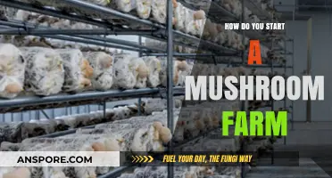Starting Your Mushroom Farm: A Beginner's Guide to Cultivation Success