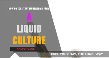 Grow Mushrooms from Liquid Culture: A Step-by-Step Guide