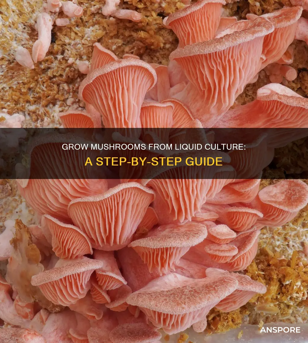 how do you start mushrooms from a liquid culture