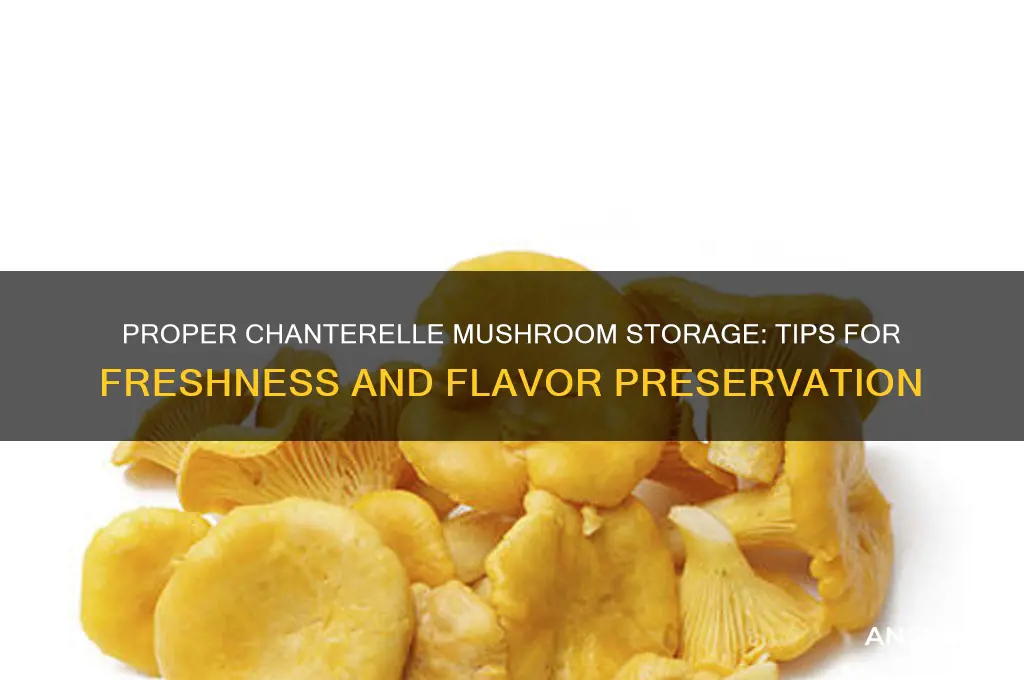 how do you store chanterelle mushrooms