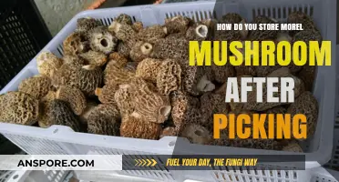 Properly Storing Morel Mushrooms: Tips for Freshness and Flavor Preservation