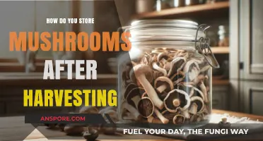 The Best Way to Store Mushrooms Post-Harvest