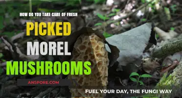 Fresh Morel Mushrooms: Essential Care Tips for Optimal Flavor & Storage