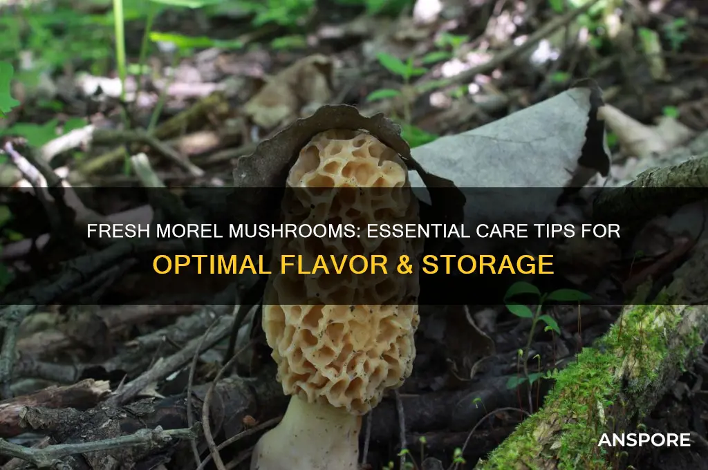 how do you take care of fresh picked morel mushrooms