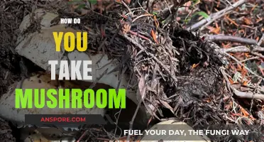 Exploring Mushroom Consumption: Safe and Healthy Practices