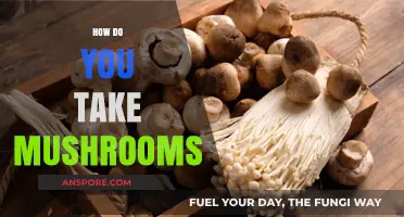 Mushroom Consumption: A Guide to Safe Tripping