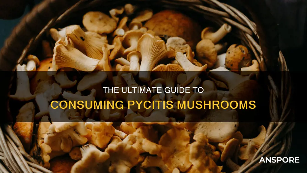 how do you take pyclecis mushrooms