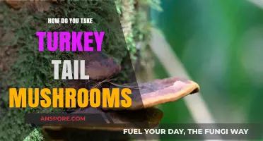 Turkey Tail Mushroom Ways: A Guide to Intake Methods
