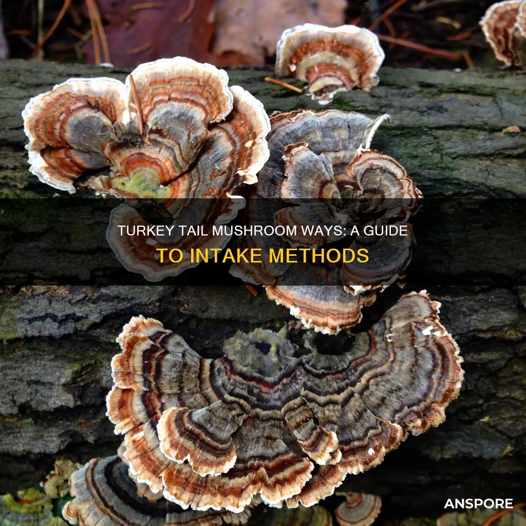 how do you take turkey tail mushrooms