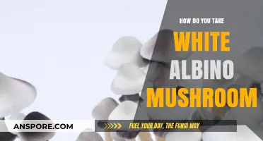 Best Ways to Consume White Albino Mushrooms