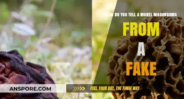 Spotting True Morels: Key Differences from False Look-Alikes
