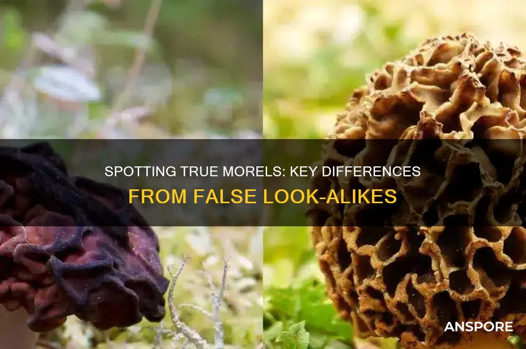 how do you tell a morel mushrooms from a fake