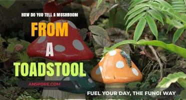 Mushrooms vs. Toadstools: How to Tell the Difference