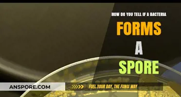 Identifying Spore-Forming Bacteria: Key Characteristics and Detection Methods