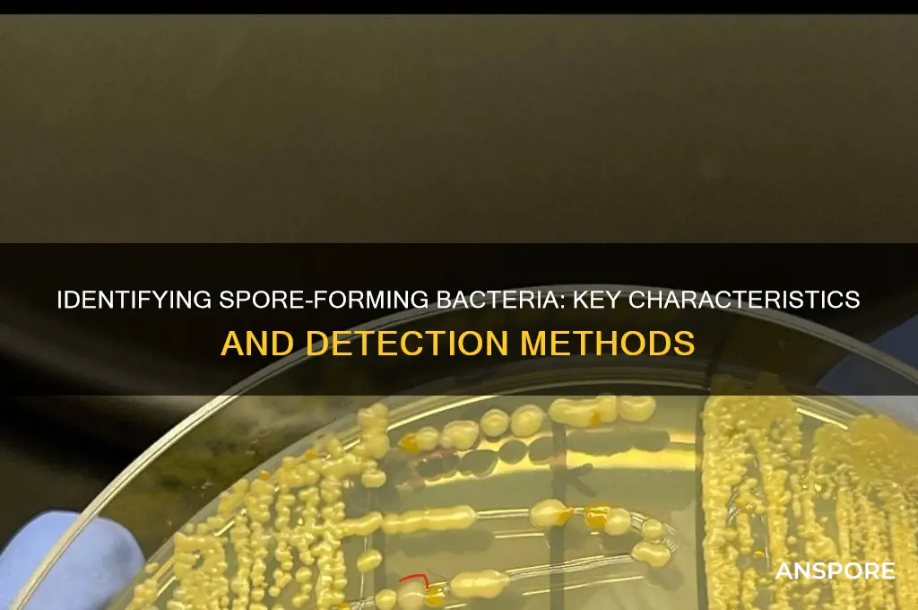 how do you tell if a bacteria forms a spore