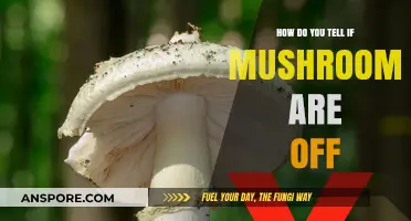 Spotting Mushrooms Gone Bad: A Quick Guide