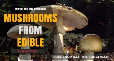 Identifying Deadly Mushrooms: A Guide to Safe Foraging Practices