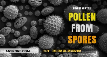 Pollen vs. Spores: Key Differences and How to Identify Them