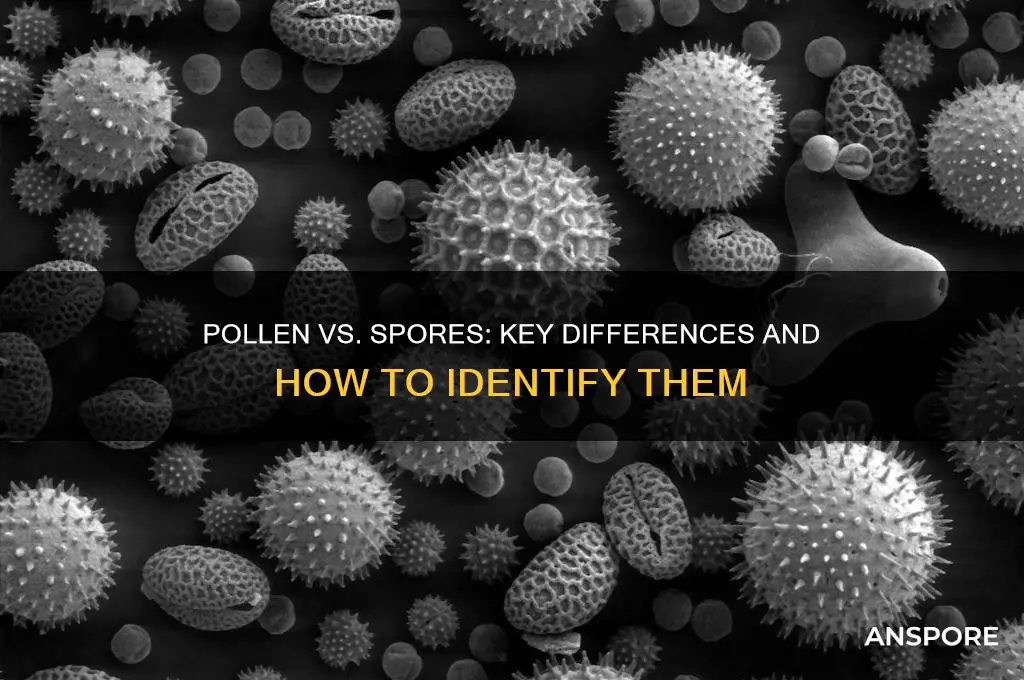 how do you tell pollen from spores