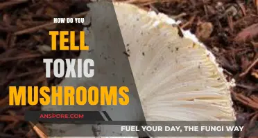 Identifying Toxic Mushrooms: What You Need to Know