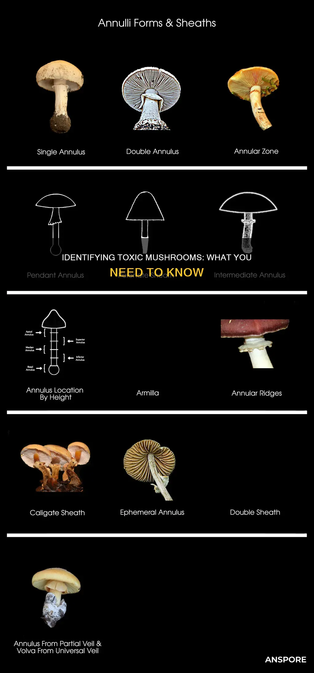 how do you tell toxic mushrooms