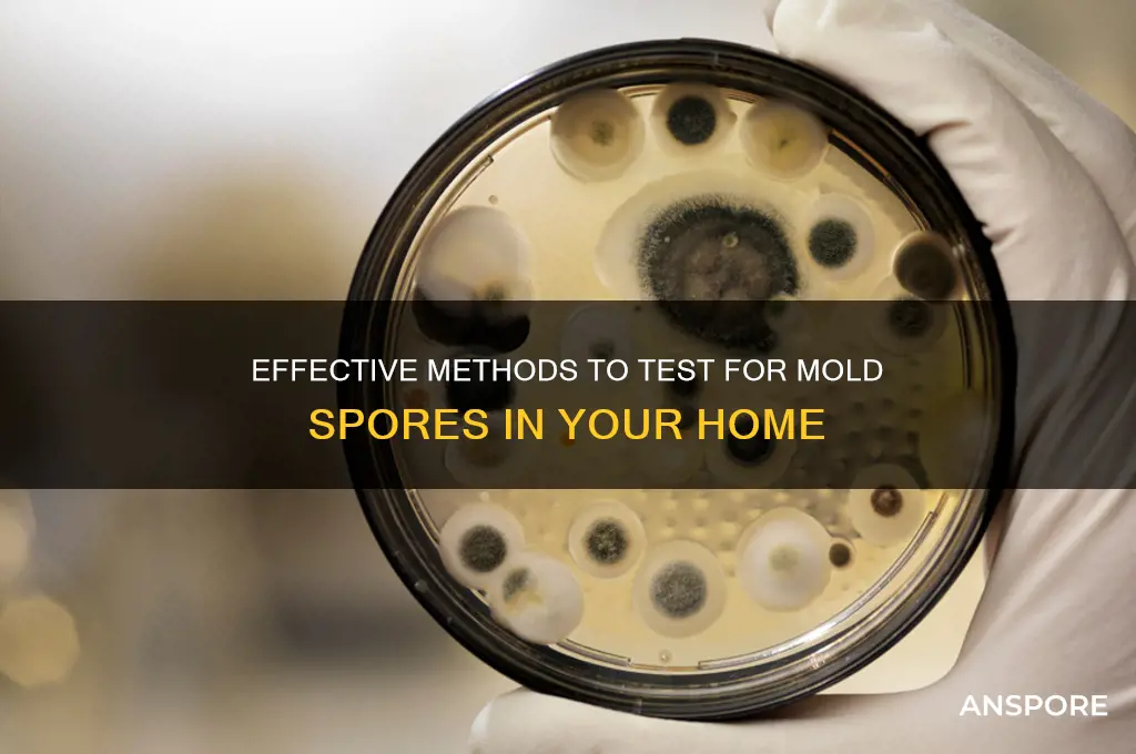 how do you test for mold spores