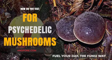 Testing Psychedelic Mushrooms: What You Need to Know