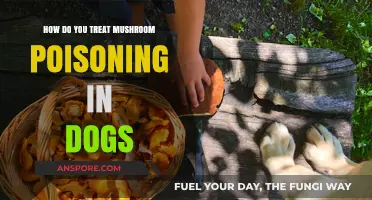 Treating Mushroom Poisoning in Dogs: Quick Steps to Save Your Pet