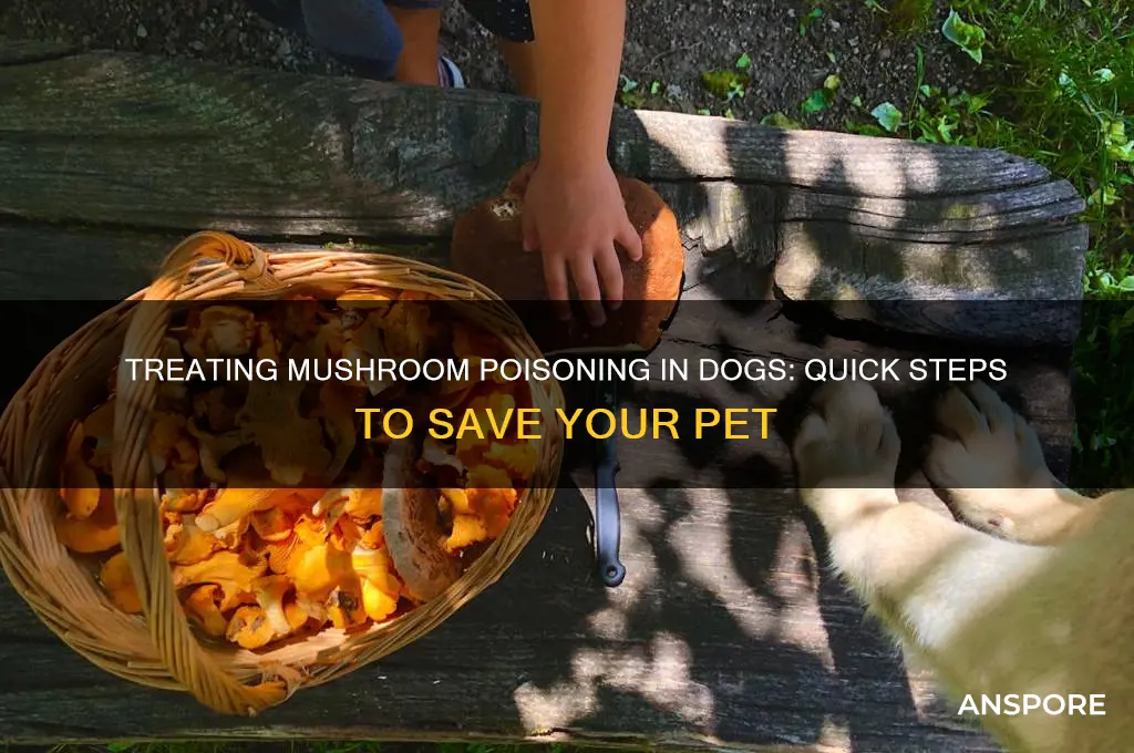 how do you treat mushroom poisoning in dogs