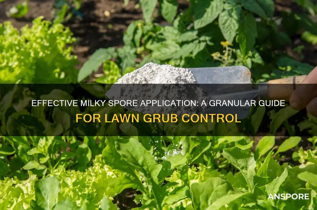 how do you use granular milky spore