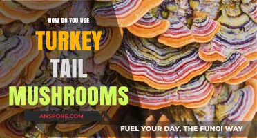 Unlocking Turkey Tail Mushrooms' Benefits: Usage, Preparation, and Health Tips