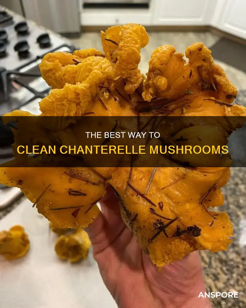 how do you wash chanterelle mushrooms