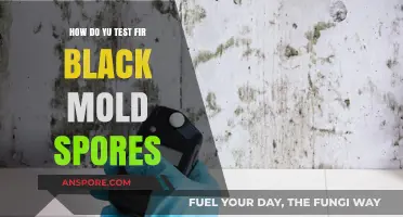 Effective Methods to Test for Black Mold Spores in Your Home
