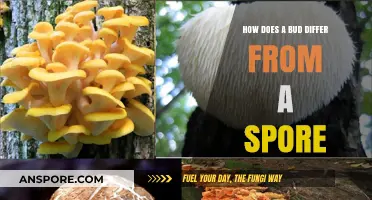 Buds vs. Spores: Understanding Key Differences in Plant Reproduction