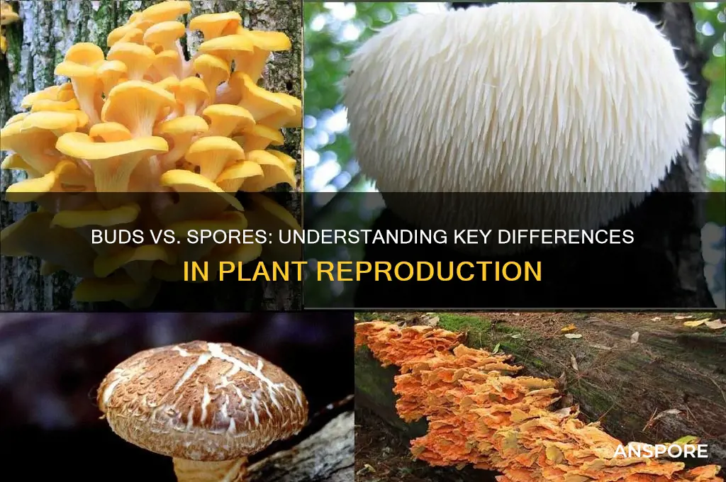 how does a bud differ from a spore