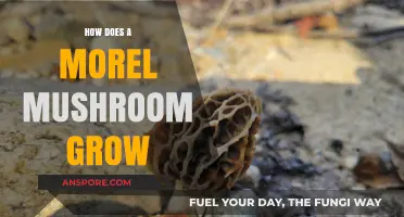 Unveiling the Mysterious Growth Cycle of Morel Mushrooms
