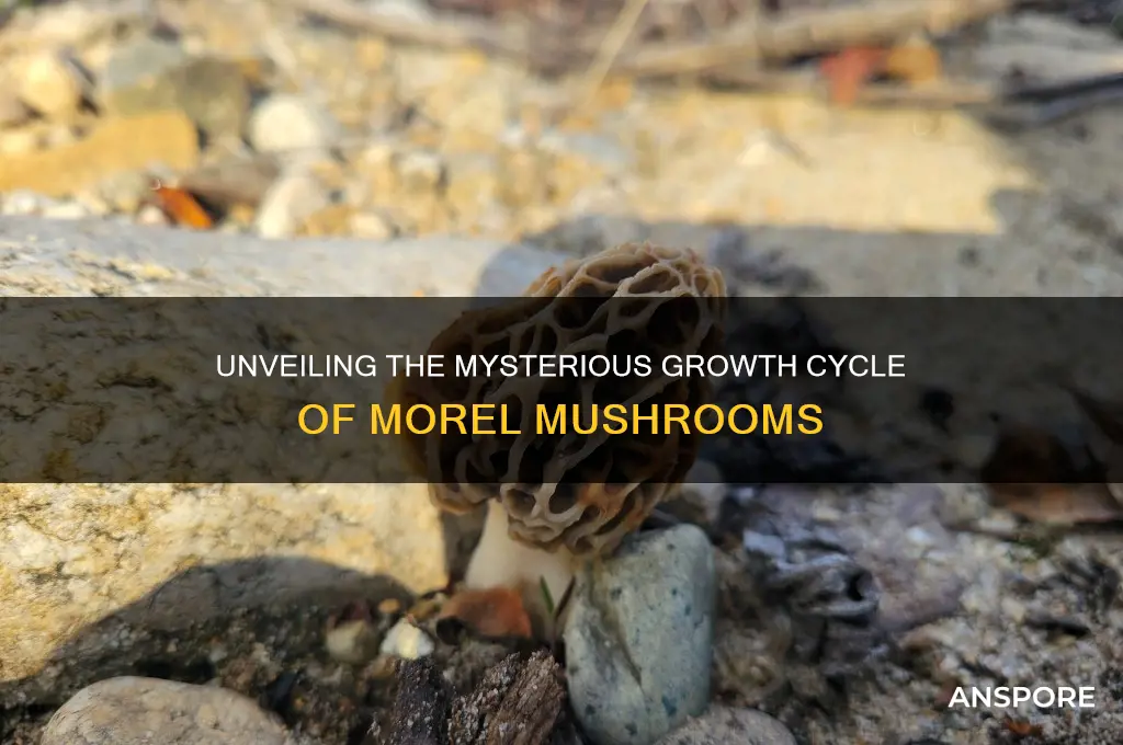 how does a morel mushroom grow