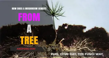 Mushrooms and Trees: A Mutualistic Relationship