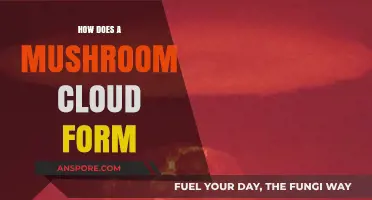 Understanding Mushroom Clouds: Nuclear Explosions' Visual Spectacle