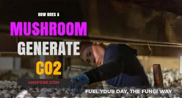 Mushrooms Breathe: CO2 Generation Explained
