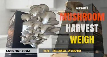 Mushroom Harvest Weighing: Secrets Revealed