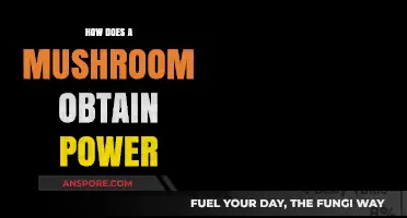 Mushrooms' Power Source: Unlocking Nature's Secrets