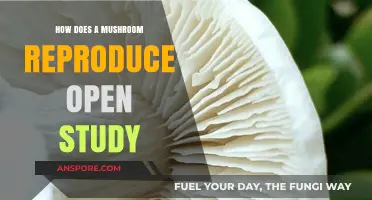 Mushroom Reproduction: A Study of Unique Spores