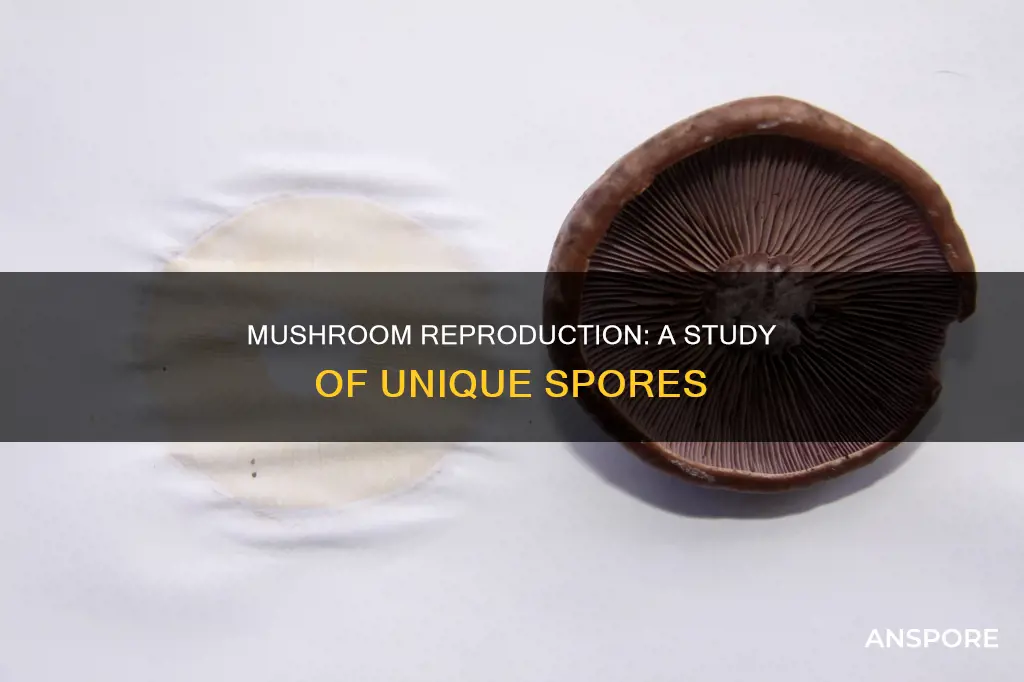 how does a mushroom reproduce open study