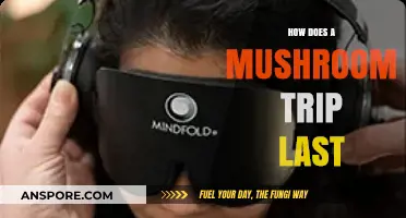 Mushroom Trips: How Long Do They Last?