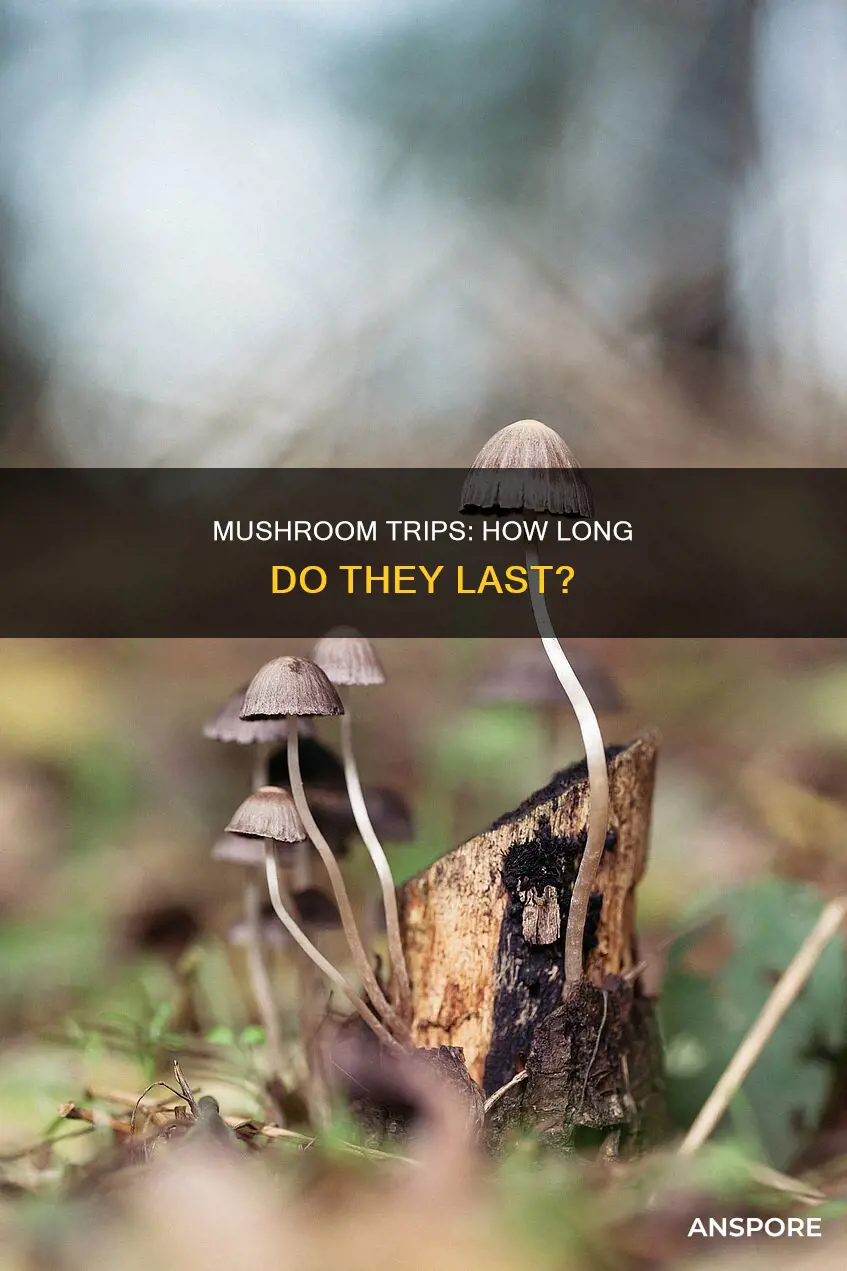 how does a mushroom trip last