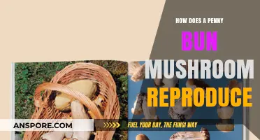 Penny Bun Mushroom: Reproduction Secrets Unveiled