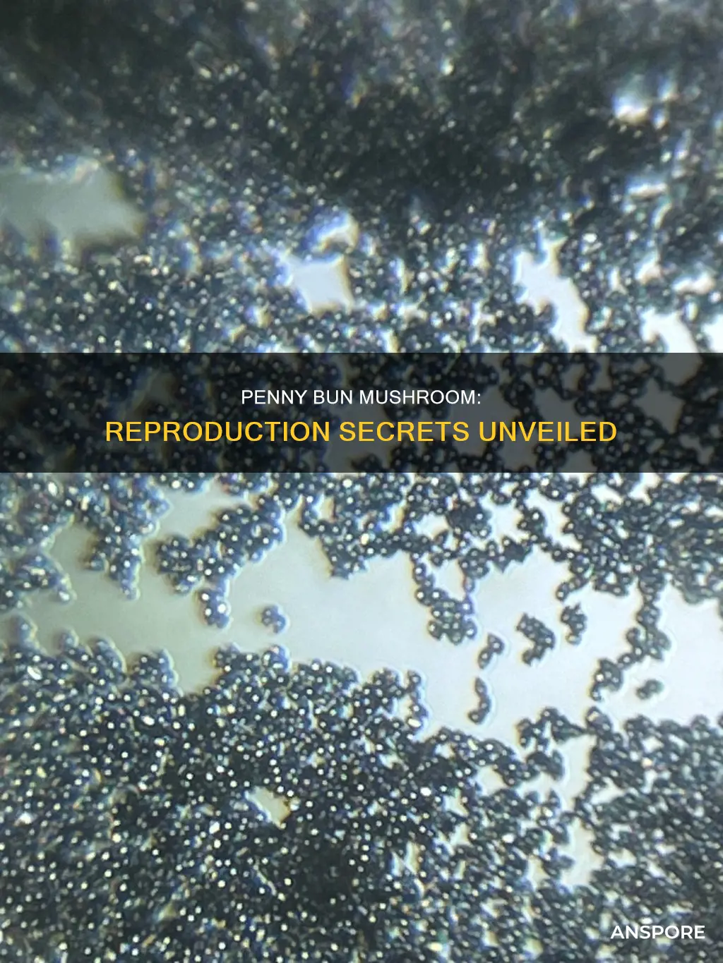 how does a penny bun mushroom reproduce