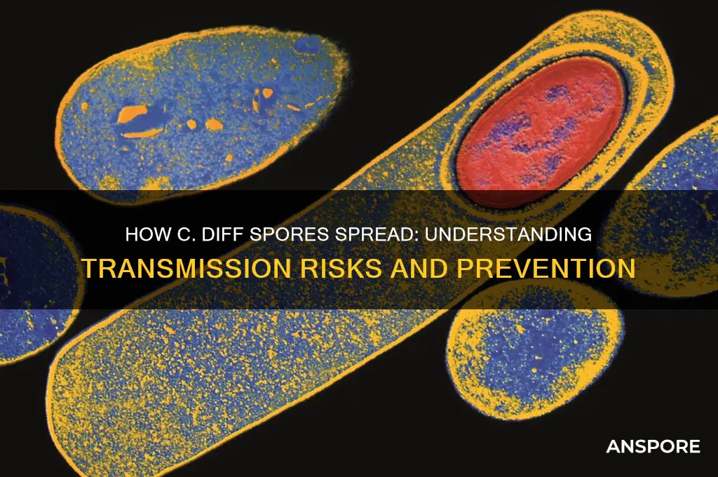 how does a person with c diff spred the spores